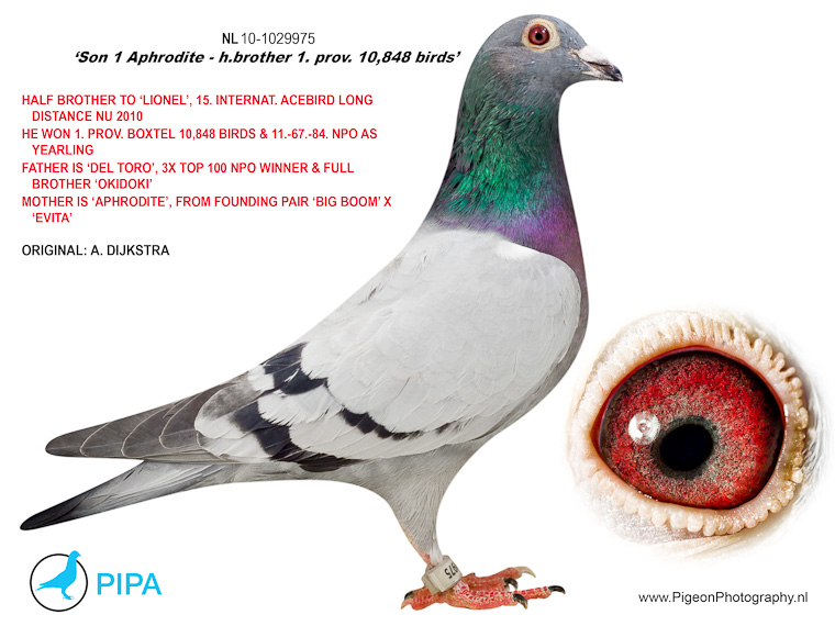 NL10-1029975_Aphrodite